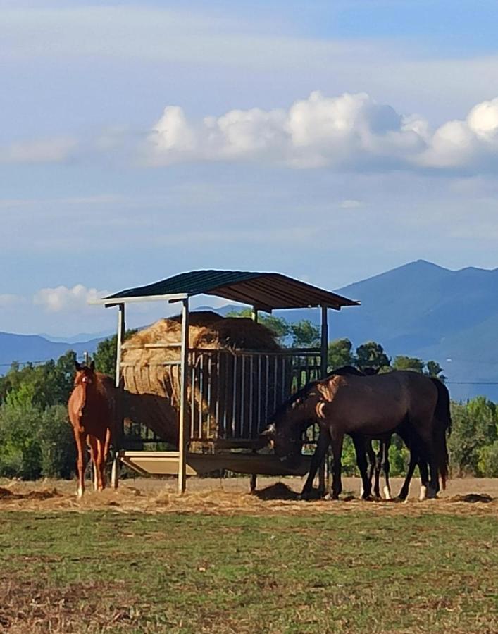 Podere Il Giurato Fauglia Экстерьер фото